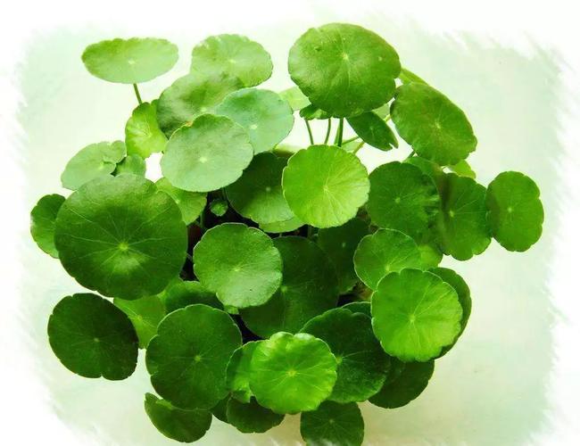 考拉全球工厂店 我是为你精选全球大牌源厂好货的考拉全球工厂店吵い